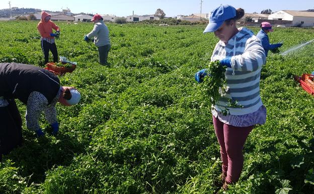 La Junta de Andalucía podrá en marcha un programa formativo destinado a 59.000 mujeres del mundo rural para reducir la brecha digital