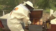 El proyecto Smart Green Bees llega a Barcelona para recuperar la población de la abeja ibérica