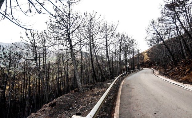 La Diputación de Málaga invertirá 3,1 millones de euros en la reparación de carreteras afectadas en el incendio de Sierra Bermeja