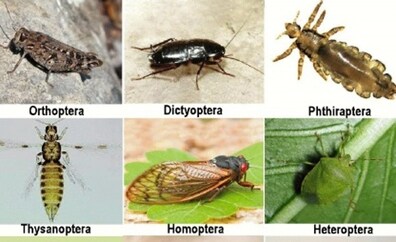 Recopilan en un libro casi 2.500 especies de insectos de las más de 12.000 que hay en la Axarquía