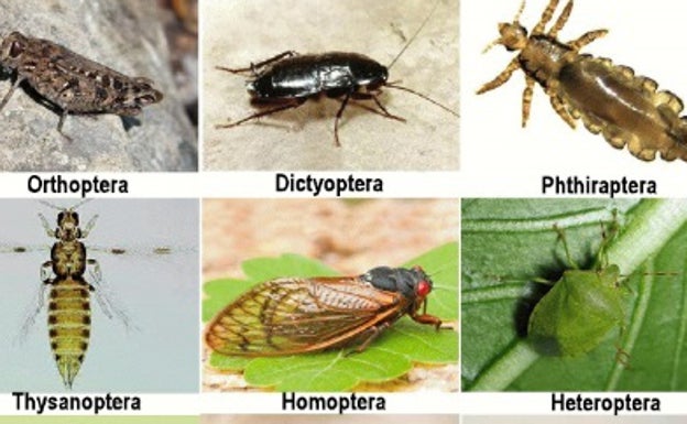 Recopilan en un libro casi 2.500 especies de insectos de las más de 12.000 que hay en la Axarquía