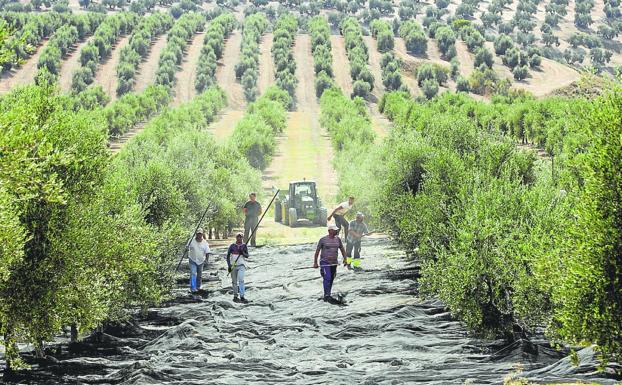 Nueva campaña del olivar: menos cantidad y más costes de producción