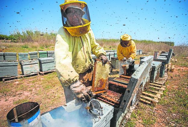 La sequía y el abejaruco azotan la producción apícola