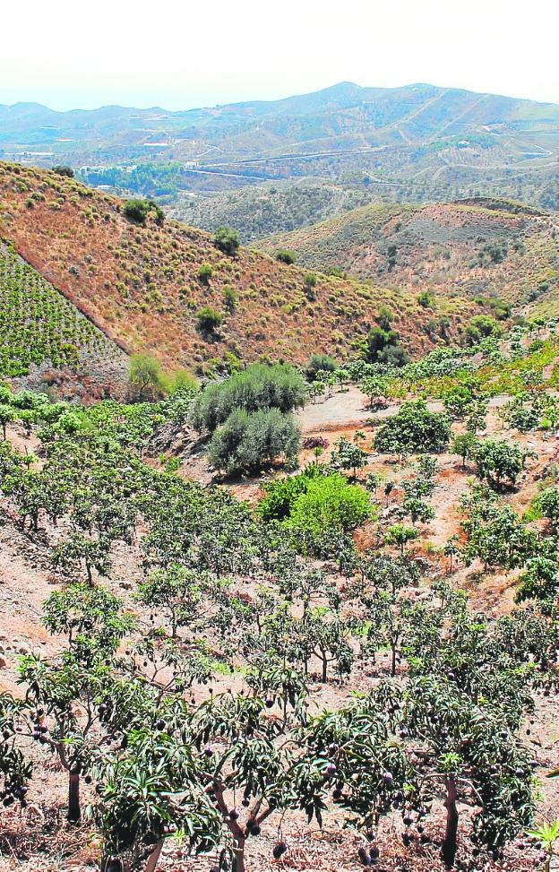 El mango de Málaga ya tiene marca