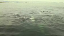 Medio centenar de delfines surca las aguas de Valparaíso en Chile