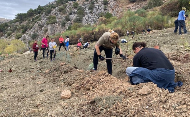 Villanueva del Trabuco celebra una arbolada con 100 voluntarios para regenerar los espacios verdes