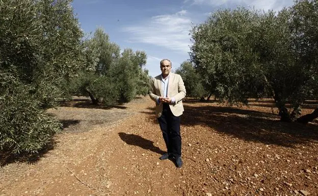 Antonio Luque: «Será una de las cosechas de aceituna más cortas de la historia»