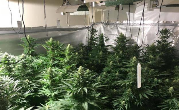 Cuatro detenidos tras desarticular un grupo de origen balcánico dedicado al cultivo intensivo de marihuana en Málaga