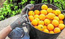 ¿De dónde son las naranjas y mandarinas que compras en Mercadona?