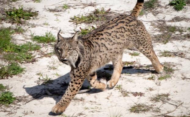 Muere con 20 años en Doñana el ejemplar de lince ibérico más longevo del programa Ex-Situ