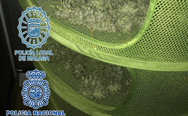 Dos detenidos tras desmantelar una plantación de marihuana en los Montes de Málaga