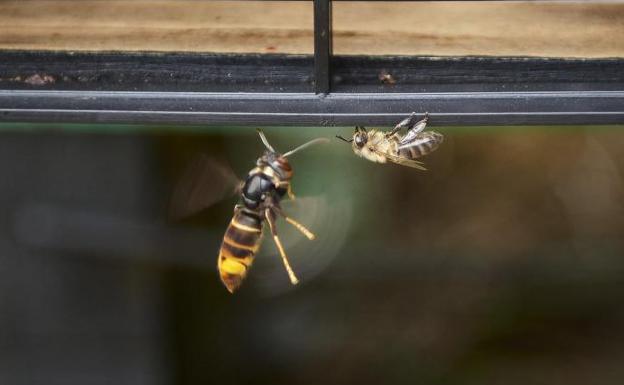 Un nuevo insecto invasor: los agresivos avispones orientales