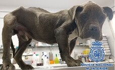 Desnutrido, con leishmania y garrapatas: la Policía Nacional rescata a un perro con signos de maltrato en Vélez-Málaga