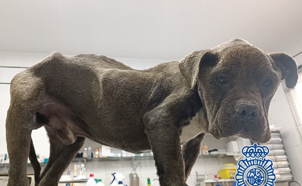 Desnutrido, con leishmania y garrapatas: la Policía Nacional rescata a un perro con signos de maltrato en Vélez-Málaga
