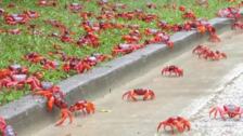 Miles de cangrejos inician su migración anual en la Isla de Navidad