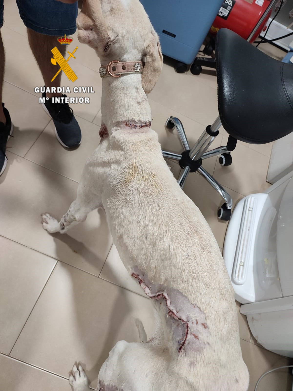 Investigan al propietario de un perro por maltrato tras la denuncia de un veterinario en Mollina