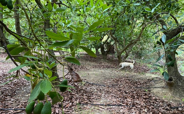 Arranca la cosecha del aguacate en la Axarquía con una merma prevista del 50% por la falta de lluvias