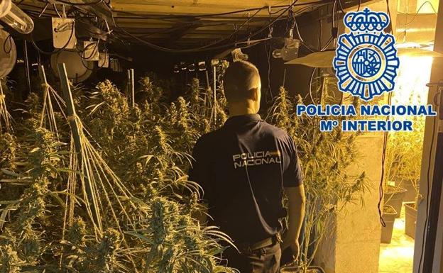 Cae una red criminal que cultivaba, procesaba y enviaba grandes cantidades de marihuana de la Costa al norte de Europa