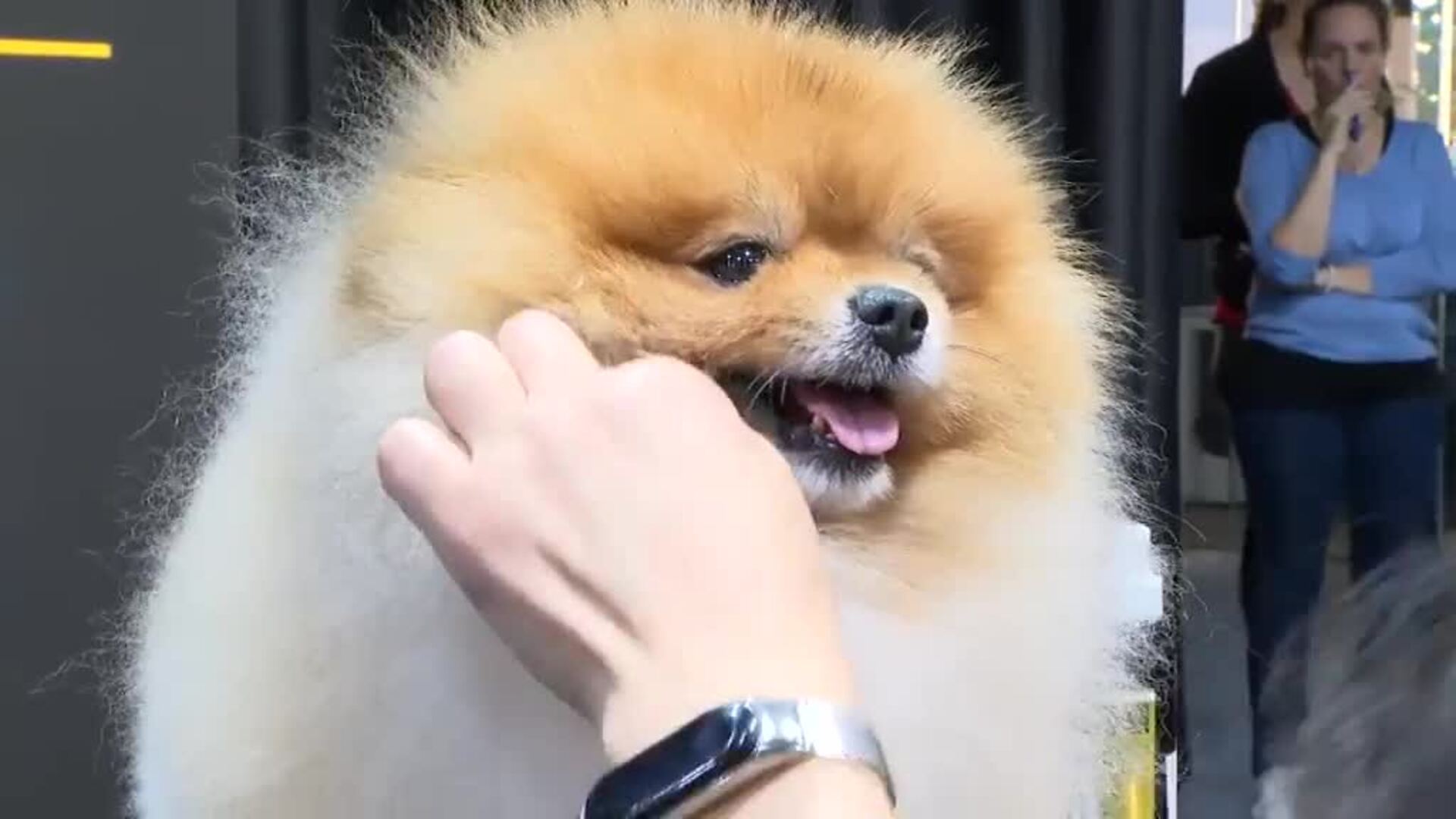 La creatividad de las tijeras obra su magia en el Campeonato Internacional de Peluquería Canina