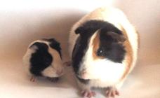 Ley animal: ¿cuándo sabré si mi mascota está o no prohibida?