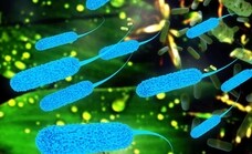 Las 'superbacterias' matan más en un año que la covid en toda la pandemia