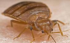 Ojo con las plagas que llegan en invierno: chinches de cama, termitas o ratas