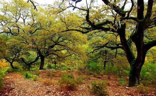 Trabajan en un nuevo documento ambiental para dotar a Benaoján y Montejaque de una depuradora