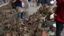 La provincia tailandesa de Lopburi agasaja a sus macacos con un banquete de frutas