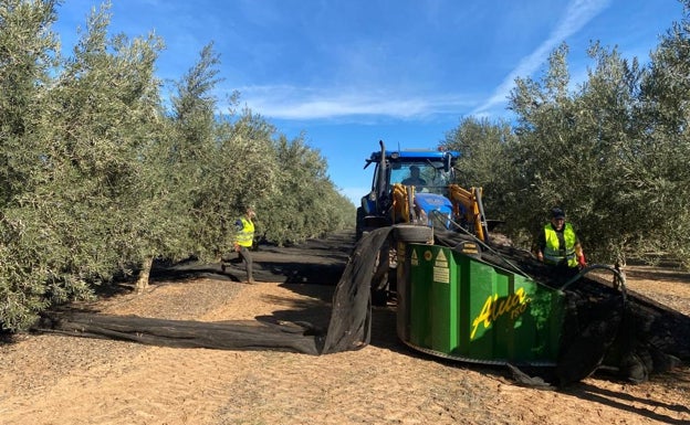 La sequía y los altos costes marcan el inicio de la recogida de la aceituna