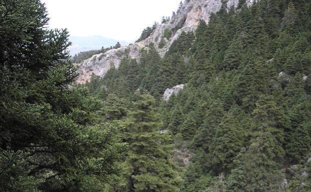 La Junta da luz verde este lunes a la declaración del Espacio Natural Sierra de las Nieves y sus órganos de gestión