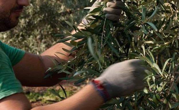 La recogida de la aceituna apunta a una cosecha «peor de lo previsto», según COAG