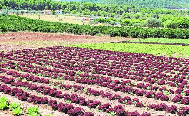 El suero quesero, nuevo biofertilizante para la agricultura del Valle del Guadalhorce