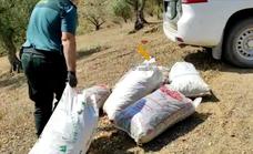 Investigadas 19 personas en la Axarquía por el robo de más de 40.000 kilos de algarrobas en Cádiz y Málaga