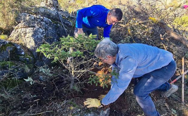 Plantan 56 pinsapos en la zona de El Navacillo, en el Parque Nacional Sierra de las Nieves