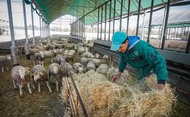 La Junta de Andalucía activa una campaña de promoción del consumo de cordero andaluz