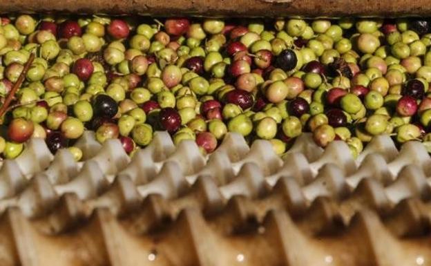 Expertos avisan que los olivareros pueden perder la cuarta parte de sus ayudas por exigencias ambientales de la PAC