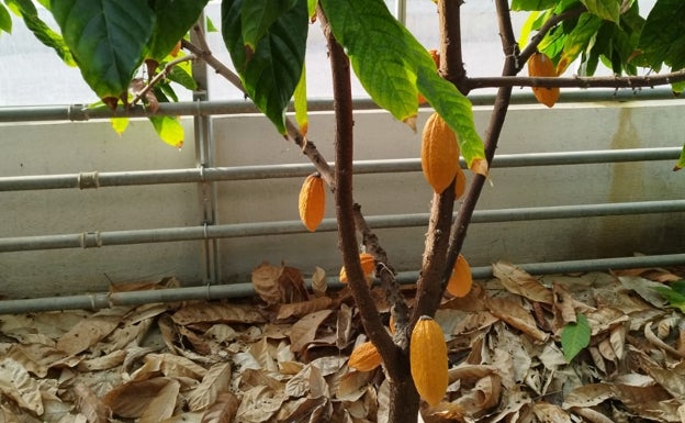 Investigadores de La Mayora consiguen cultivar cacao por primera vez en Europa