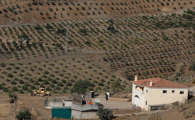 Urbanismo vuelve a abrir expediente a la plantación de mangos en un suelo protegido junto a Los Montes de Málaga