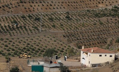 Urbanismo vuelve a abrir expediente a la plantación de mangos en un suelo protegido junto a Los Montes de Málaga