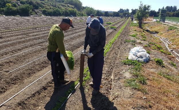 Los pagos de ayudas directas de la PAC de la campaña 2022 superaron los 1.220 millones en Andalucía