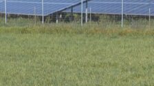 Agricultores mallorquines piden que se limiten los campos de placas solares en tierras cultivables