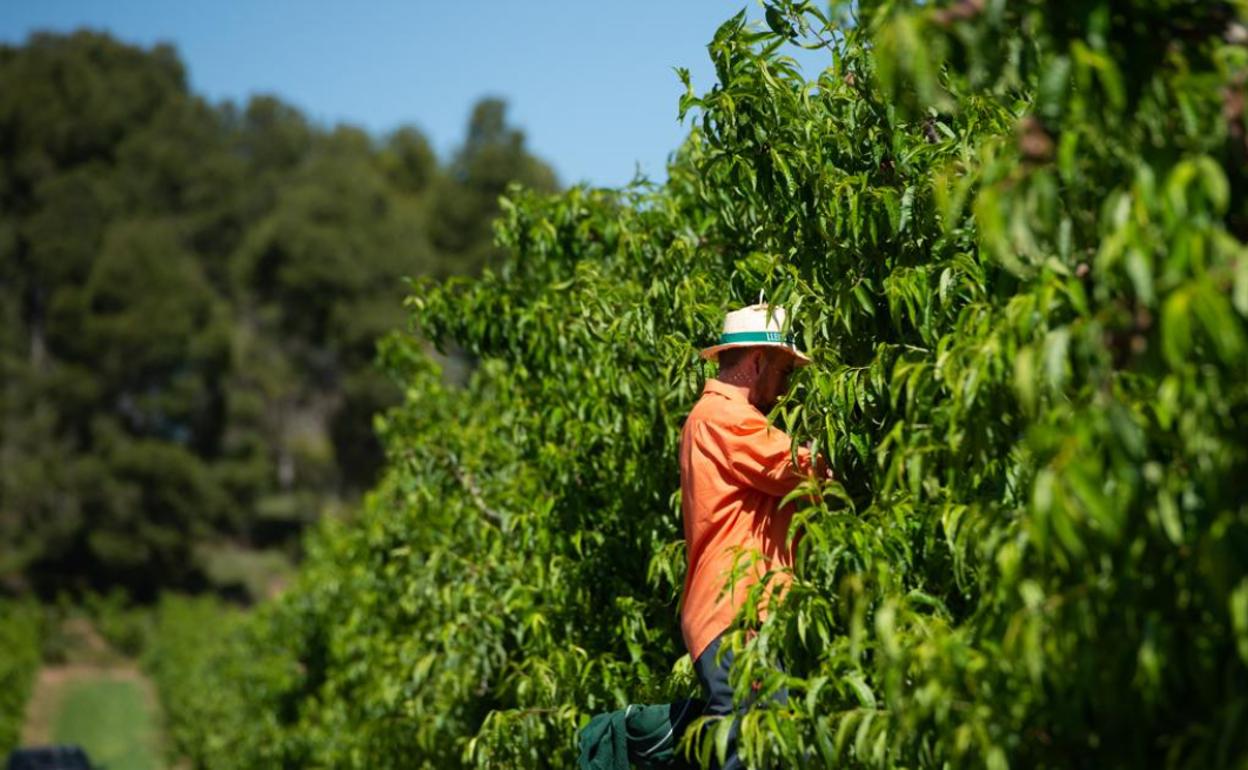 Tiburones en el campo