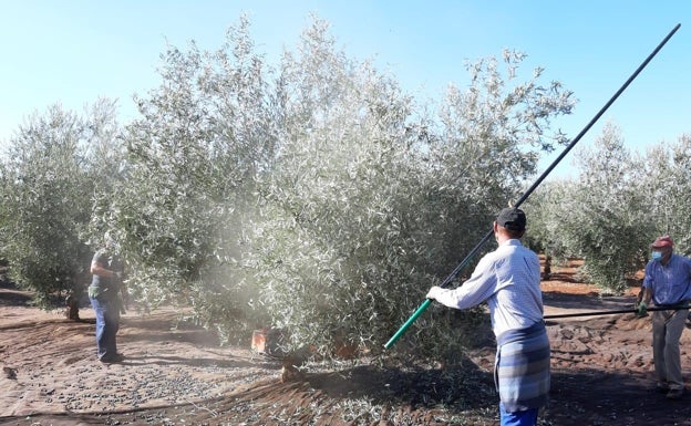 Los argumentos de los agricultores malagueños para rechazar la PAC