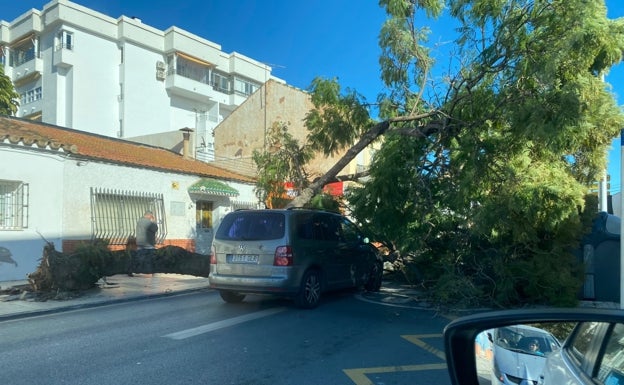 Rachas de 70 km/h derriban un árbol de gran porte y causan dos heridos en Málaga