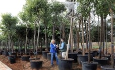 Más de 300 árboles para Marbella en los próximos dos meses