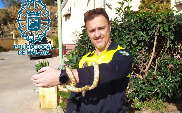 Capturan una serpiente en una casa de Miraflores y una cerda vietnamita en los alrededores de La Concepción