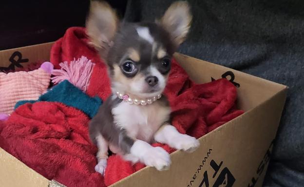 Localiza a su chihuahua perdido tres días después de volcar con su coche en Torrox