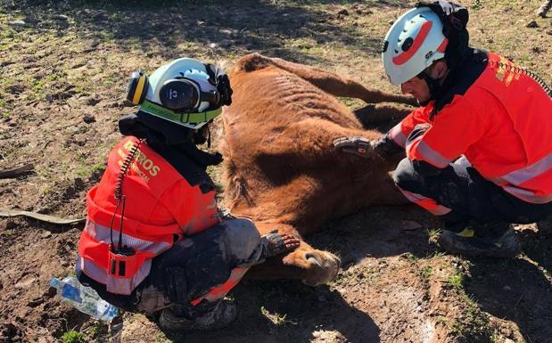 Bomberos rescatan a un caballo atrapado en una finca en Benaoján