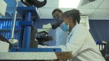 Científicos entrenan a ratas en Tanzania para detectar enfermedades en tiempo récord