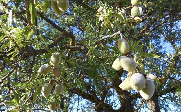 Los problemas de la almendra malagueña se agudizan por el avance de la californiana